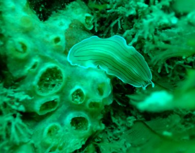Candy stripe flatworm (Prostheceraeus vittatus)