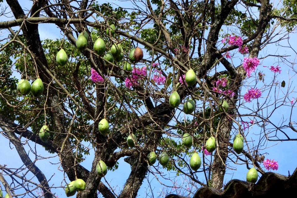 Paineira-rosa, "Ceiba speciosa" Silk-floss tree