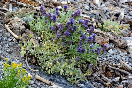 Salvia dorrii var. clokeyi