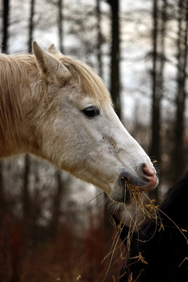 Eat thoroughbred arabian stallion