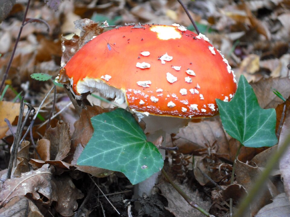 Fungus red undergrowth
