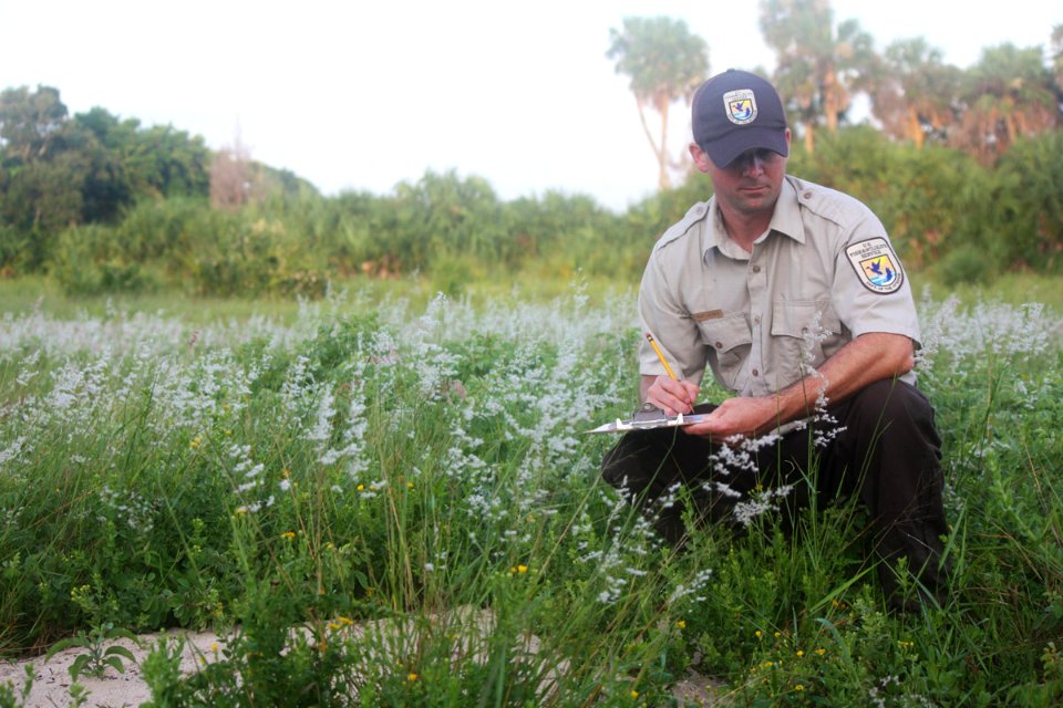 Wildlife biologist conducts a gopher tortoise survey