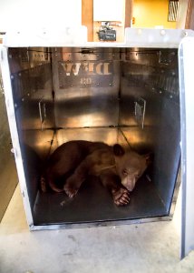 AVU-2017-017-462