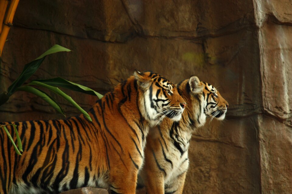 Cat animal wildlife