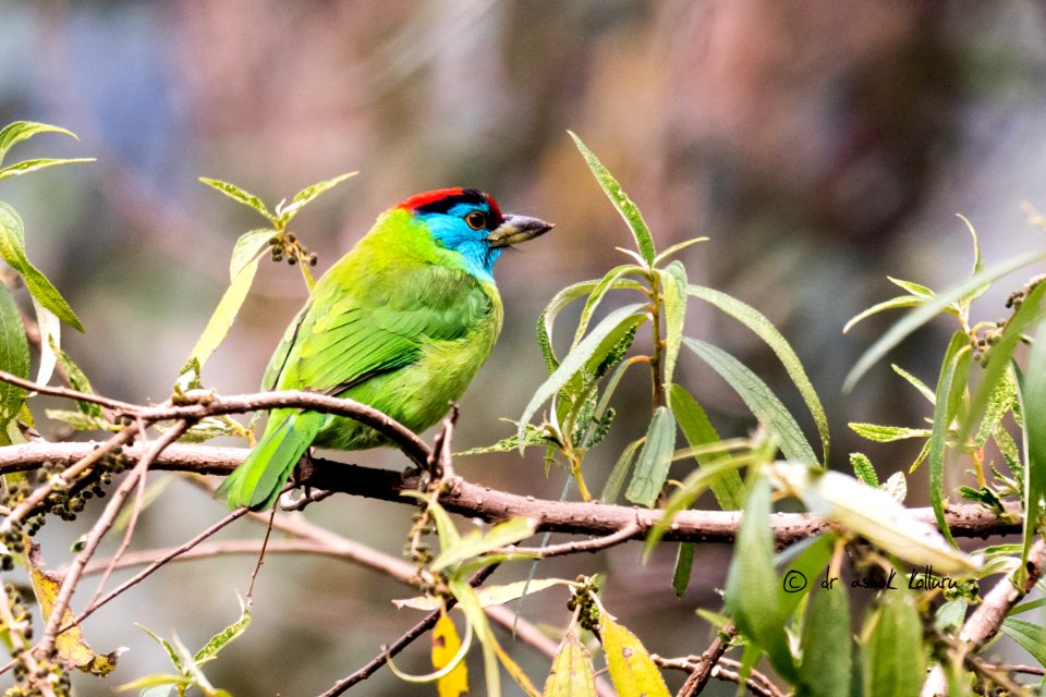  5006063 Blue Throated Barbet