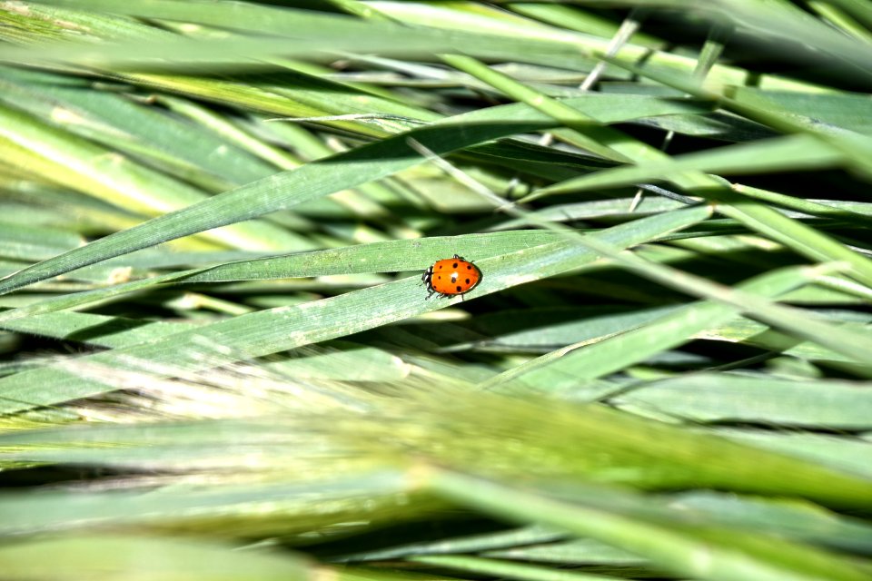 Lady Bug