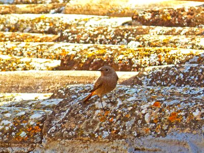 Robin roof texas