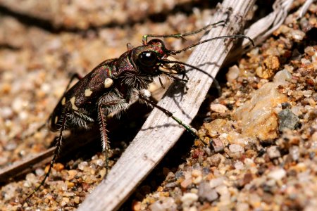 Cicindela limbalis