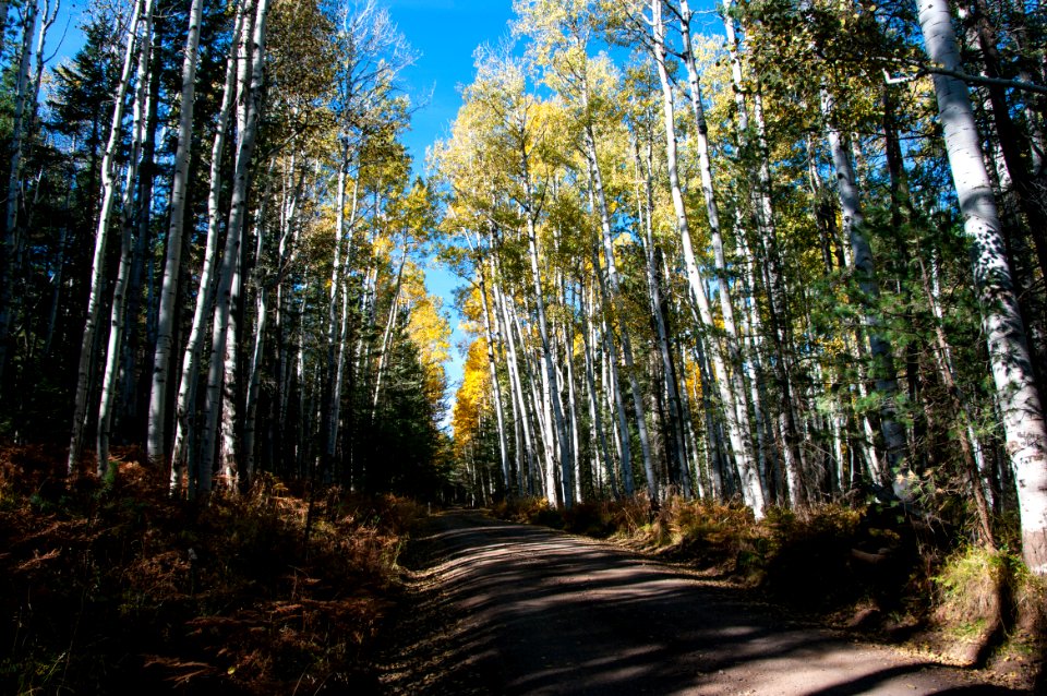 Around the Peaks Loop: Hart Prarie Road