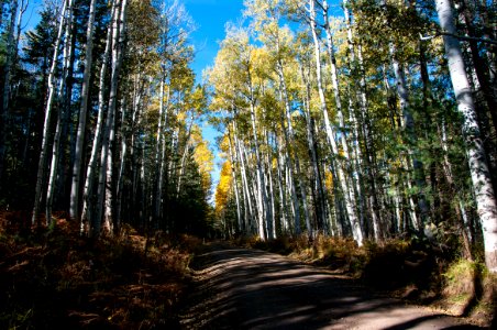 Around the Peaks Loop: Hart Prarie Road