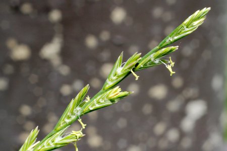 Lolium perenne