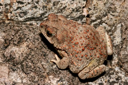 Bufo punctatusctatus</i>