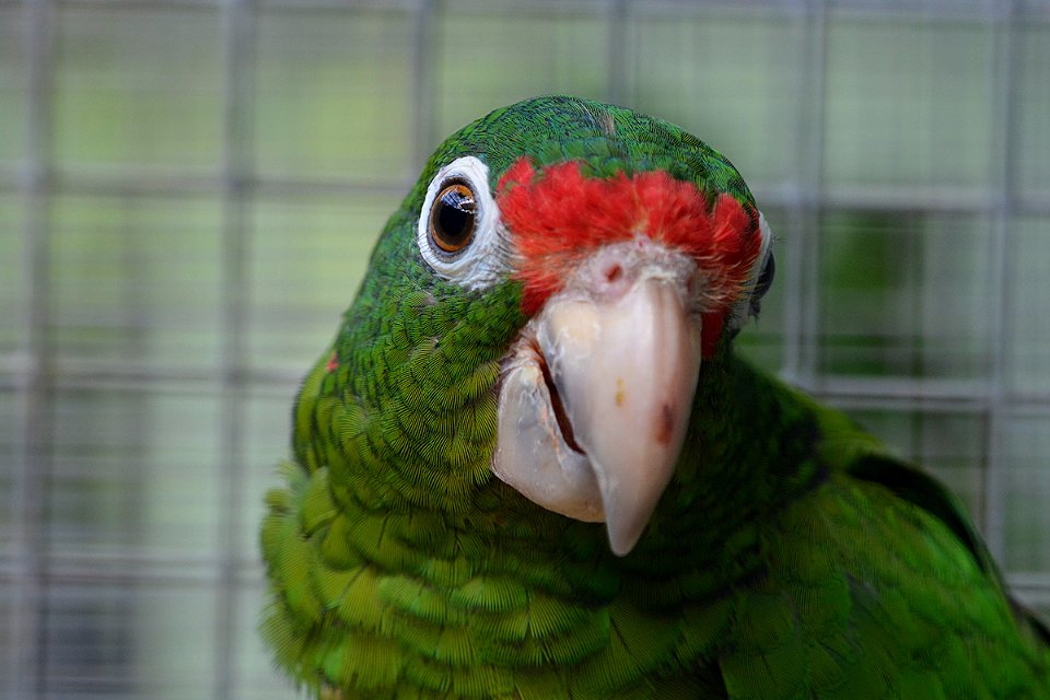 Puerto Rican Parrot, la Iguaca.