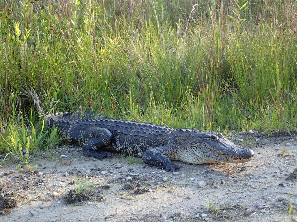 American Alligator