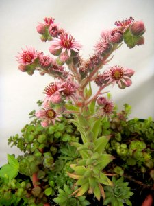 Hens and Chicks Succulent in bloom