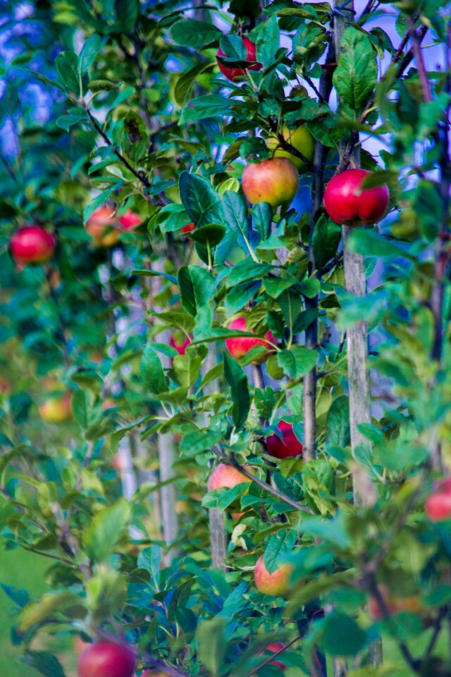 Fresh pick nature
