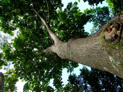 Araribá-vermelho / Canarywood / Tarara-roja "Centrolobium tomentosum"