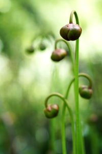Mountain sweet pitcher plant flower heads-Riverbend CPA