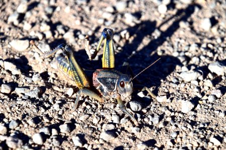 Plains Lubber Grasshopper photo