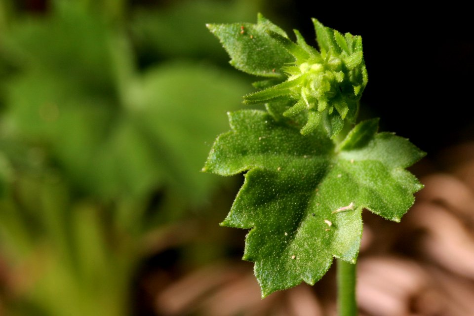 Heuchera woodsiaphila