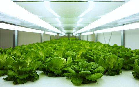Flat fruits help fresh vegetables
