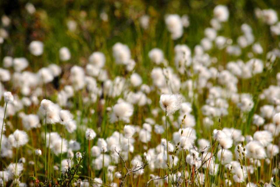 Cotton Grass