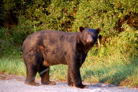 American black bear photo