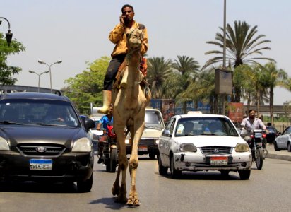 Camel Rider in Cairo