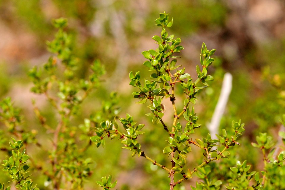 Larrea tridentata