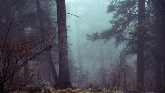 Misty atmospheric scary