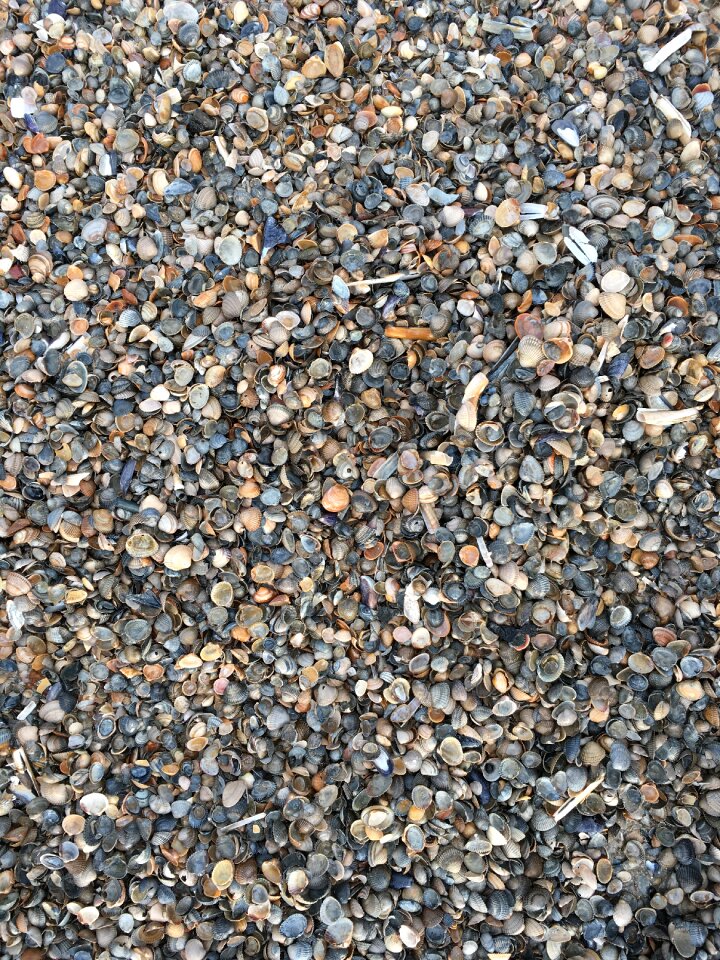 Beach coast close up photo