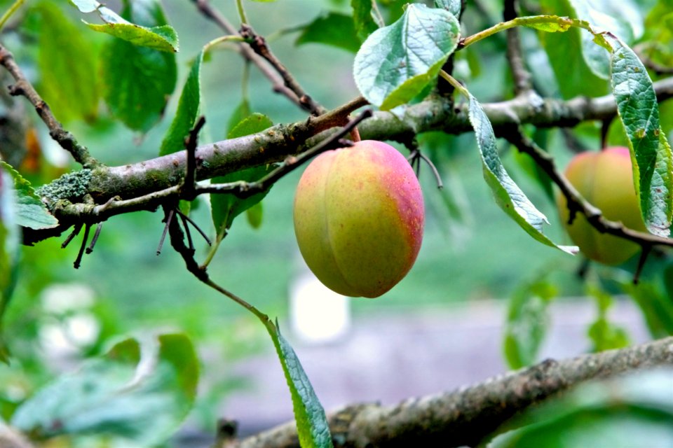 Summer Fruits photo