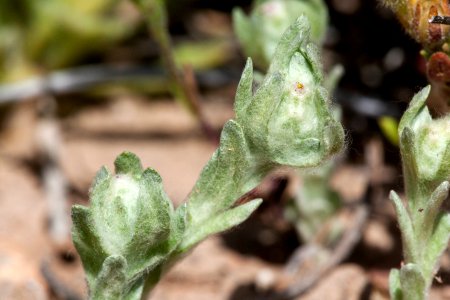 Diaperia verna var. verna photo