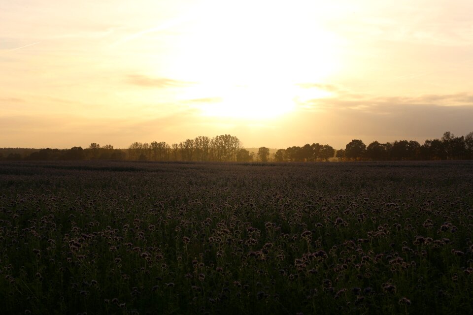 Phacelia abendstimmung evening sky