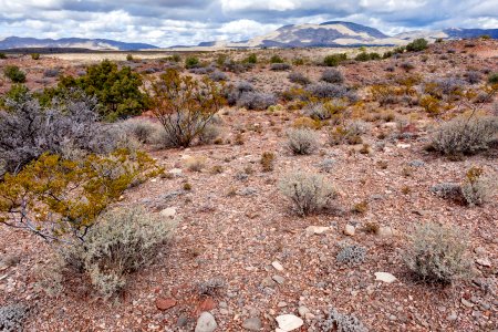 Northeast of Tularosa