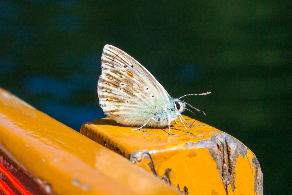 Butterfly insect nature