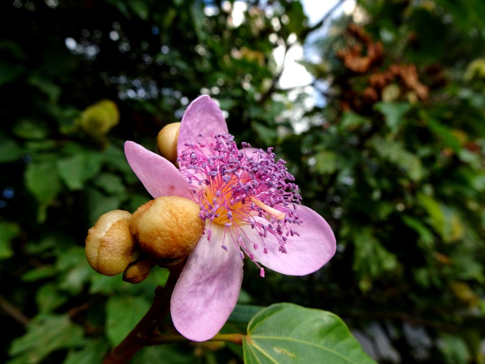 "Bixa orellana" Urucum