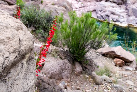 Sally May on Fossil Creek