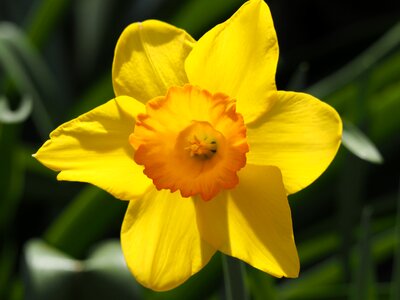 Yellow flowers yellow daffodils photo