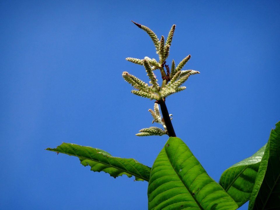 "Triplaris americana" , pau-formiga, flores masculinas, male-flowers