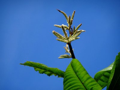 "Triplaris americana" , pau-formiga, flores masculinas, male-flowers