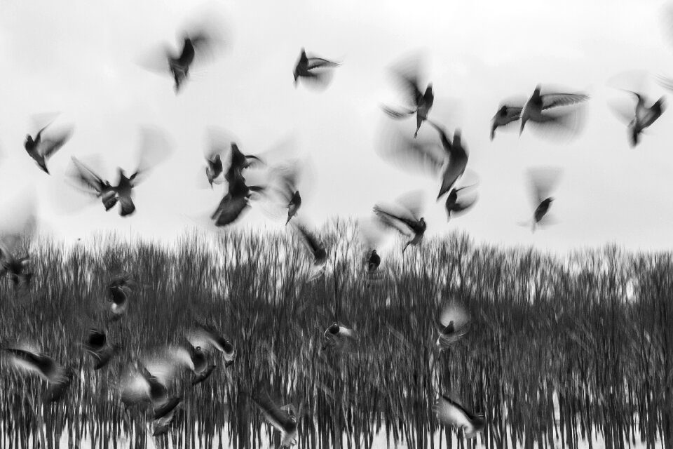 Start flying fleeing