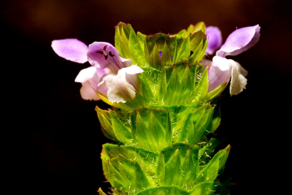 Prunella vulgaris