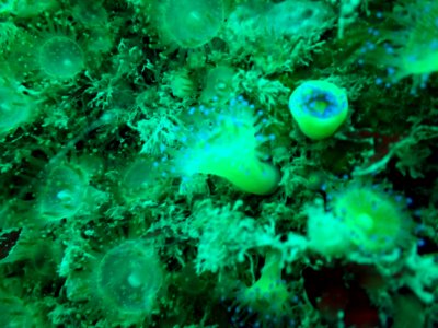 Jewel anemone photo