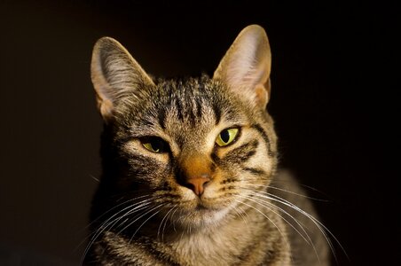 Young looking curious photo