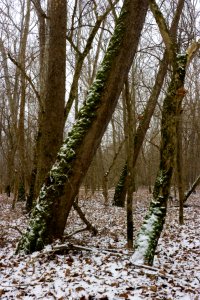 Platanus occidentalis