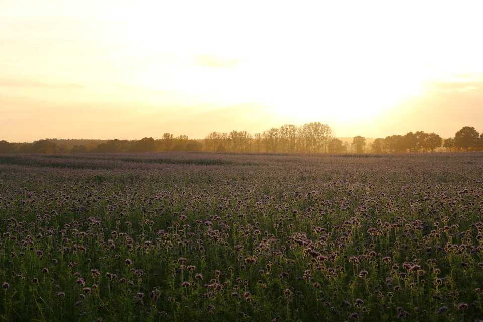 Field abendstimmung evening sky