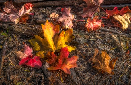 Fall color on the Mogollon Rim (October 2, 2017)