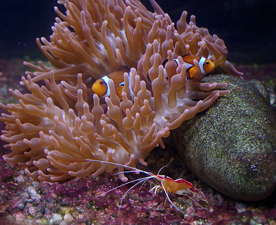 Creature meeresbewohner sea animal