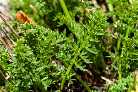 <i>Oreoxis alpina alpina</i>